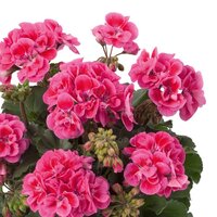 Зональная, кустовая пеларгония (герань) Trendix Dark Green Rose Eye